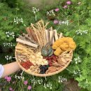 자연애오리 이미지