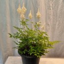 일심당한의원 이미지