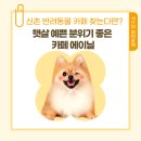 햇살좋은 | 신촌 반려동물 카페 찾는다면, 햇살 예쁜 분위기 좋은 카페 후기