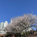 임시수도기념거리 | 벚꽃 명소] 올해의 벚꽃은 안녕, 내년 봄을 기약할 부산 서구의 숨은 보석 ‘임시수도기념관’ 벚꽃 산책
