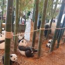 뱀부포레스트(BAMBOO Forest) 이미지