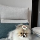 다잇댕 이미지