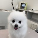 그루머제인 이미지