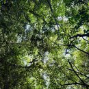 제주산림항공관리소 | &lt;제주여행&gt; 🌲 걷기만 해도 좋은 서귀포 치유의 숲 - 진정한 쉼, 멍때리기 행사 체험도..💚