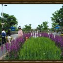 살림선생 Daum카페