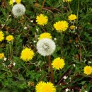 화개농장 이미지