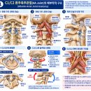 “목 회전의 핵심 C1–C2 환추·축추관절의 해부학과 도수치료” 이미지