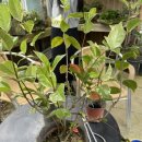 들뫼영농조합법인 이미지