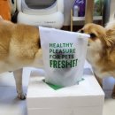 프레싯 (FRESHET) 이미지