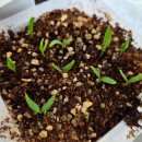 대열농장 | 식물등 아래 모종 근황 | 단호박, 곡성 애호박, 오이, 미인 고추 쑥쑥! 복수박 발아 성공 후기