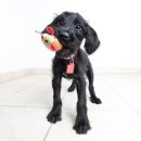 (단기)펫푸드(자격증) 이미지