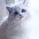 플라워돌스 이미지