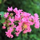 심천치유자연휴양림 이미지