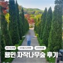 오후 | 용인 자작나무숲 프리마켓 후기 | 일요일 오후 힐링 여행 코스 추천