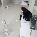 튼튼병원 | 수원 튼튼동물병원 노견 치석제거 내돈내산 후기(두번째 방문)