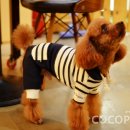 토미펫샵 네이버블로그