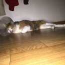 리오동물병원 이미지