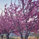 들성로-8 이미지