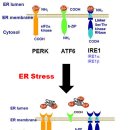 Re: Re: ER stress and hepatic lipid metabolism 이미지