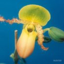 피노키오 인형뽑기 이미지