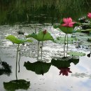 향기로운 염원 이미지