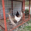 웰빙 오골계세상 이미지