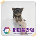 강아지분양 애견분양 퍼피플라워 중랑점 이미지