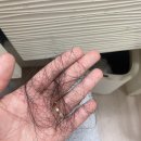 아이뷰안경 | 천안 두피관리 맛집 발견｜청당동 찰스리 두피케어 리얼 후기