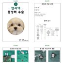 강남다온동물병원 이미지