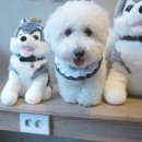 똥강아지 애견 이미지