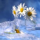 안의꽃사랑 이미지