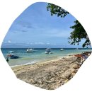 (주)트립에이드 | 필리핀 세부랑 오슬롭 고래상어 투어 준비물 투말록 모알보알 스쿠버다이빙 스노쿨링 오모팩 후기