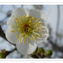 한천길-3 Daum카페