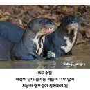 아마존 자이언트 수달 이미지