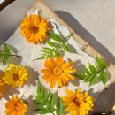 메리골드 이미지