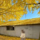 거창-거창-3 | 거창 의동마을 은행나무길 3년 다녀온 후기