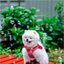 펫퍼블릭