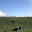 한신목장 1 이미지