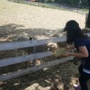 무등산양떼목장 이미지