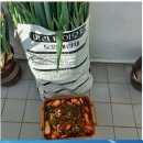 서리맞은 항암배추 김장김치(늦게 한 김장이 맛나요^^ ) 이미지