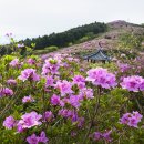 봉화산 Daum카페