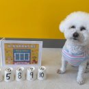 퍼피야놀자 이미지