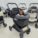 글로리아 | 로얄테일즈 글로리아 후기, 브랜드 강아지유모차 매장 펫랜드 부천