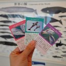 770 | ［일본 오사카］노아 돌핀 돔 후기｜나이트 입장료 770엔, 돌고래 체험 없이 가도 될까?