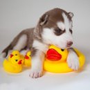 나랑동물병원 이미지