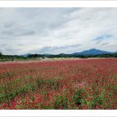 천일홍축제 이미지