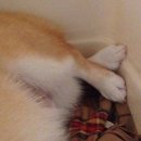 꼬몰