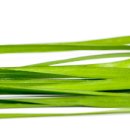 부천역곡탑정형외과의원 | 의외로 많은 사람들이 모르는 부추의 효능 5가지