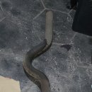 미광카센타 이미지