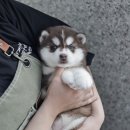101 | 창신동강아지분양무료 허스키 잊을 수 없는